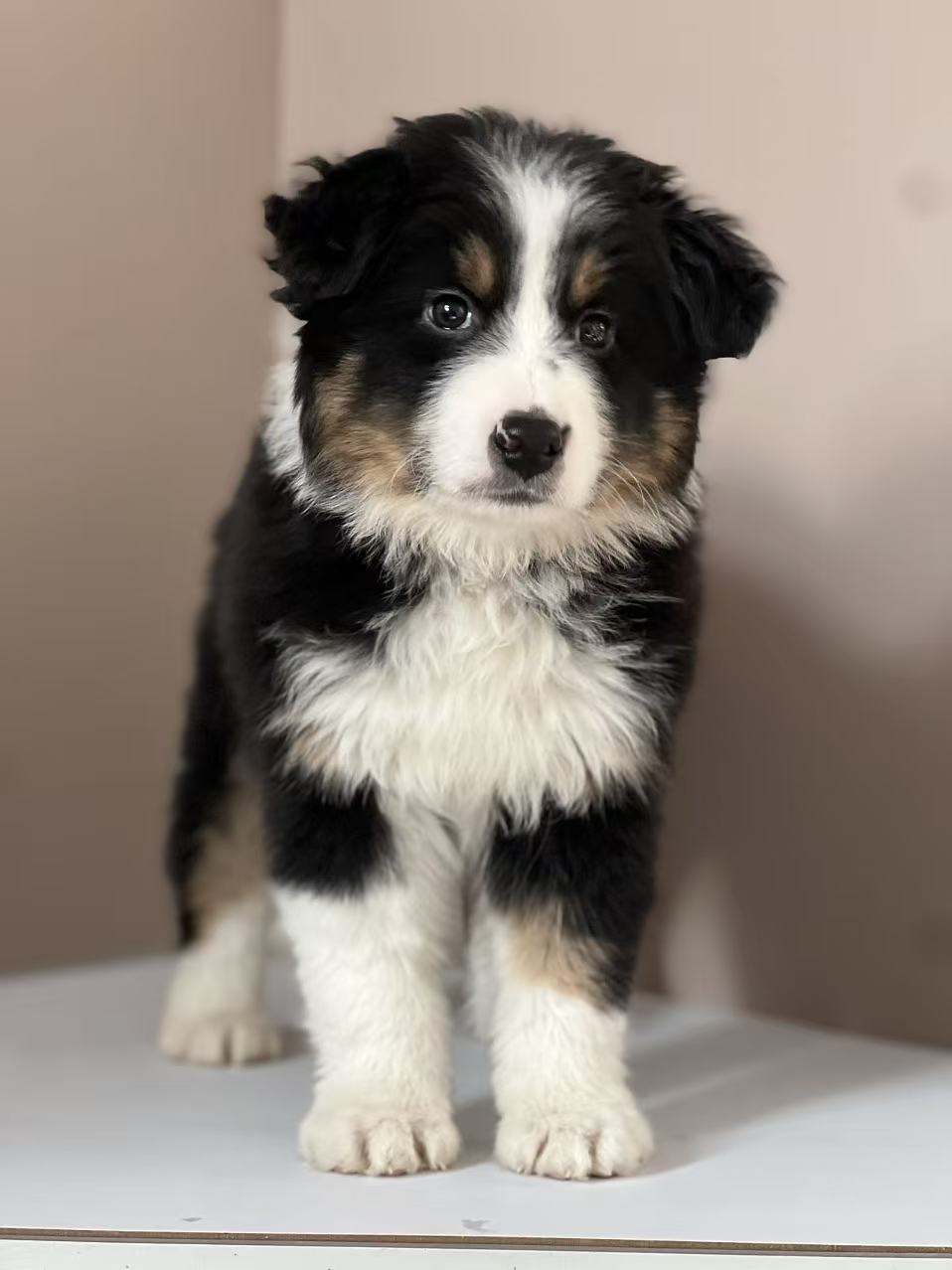 黑白三色边牧公